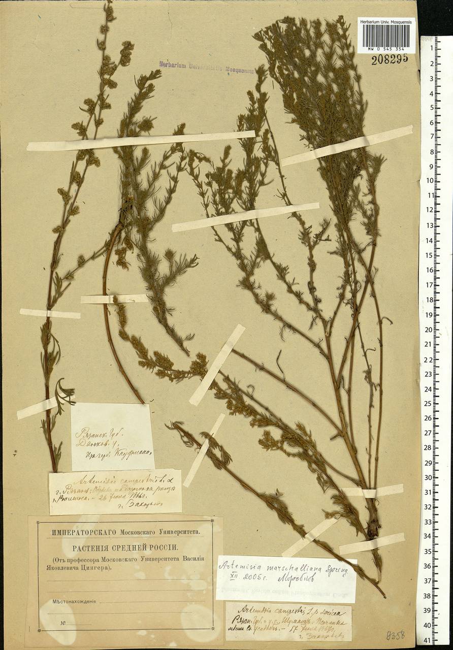 Artemisia marschalliana Spreng., Eastern Europe, Central forest-and-steppe region (E6) (Russia)