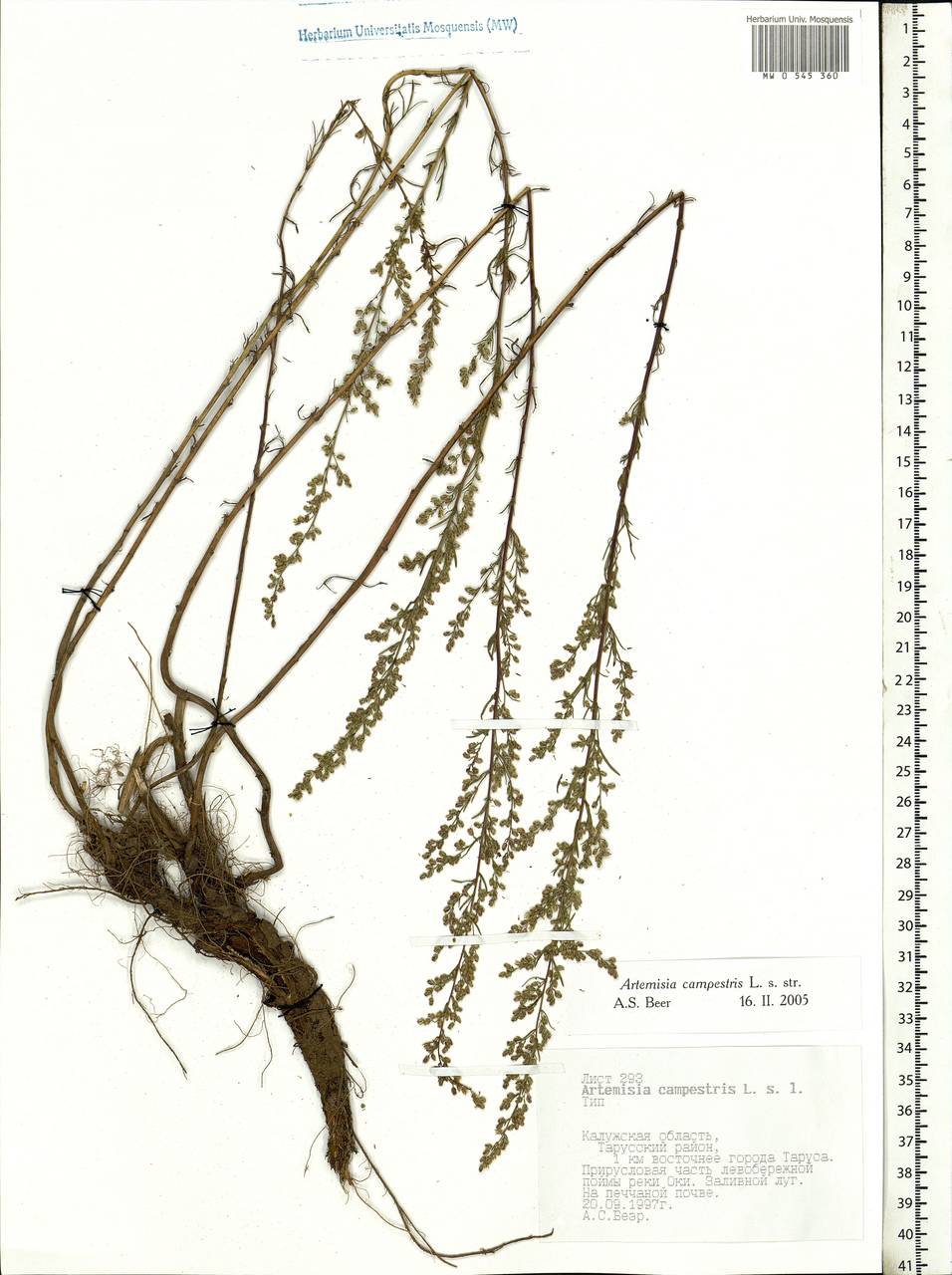 Artemisia campestris, Eastern Europe, Central region (E4) (Russia)