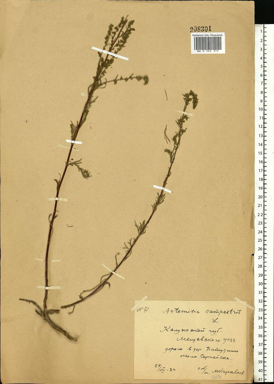Artemisia campestris L., Eastern Europe, Central region (E4) (Russia)