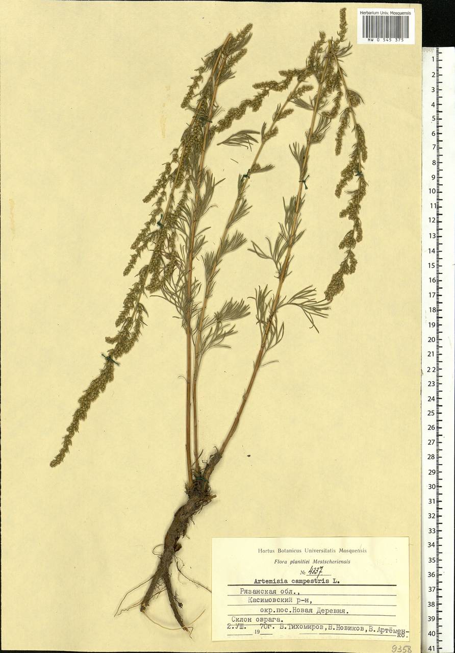 Artemisia campestris, Eastern Europe, Central region (E4) (Russia)