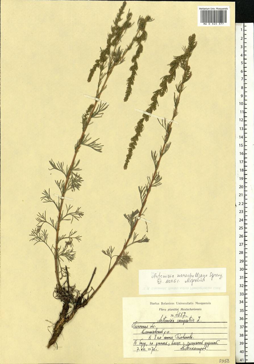 Artemisia marschalliana Spreng., Eastern Europe, Central region (E4) (Russia)