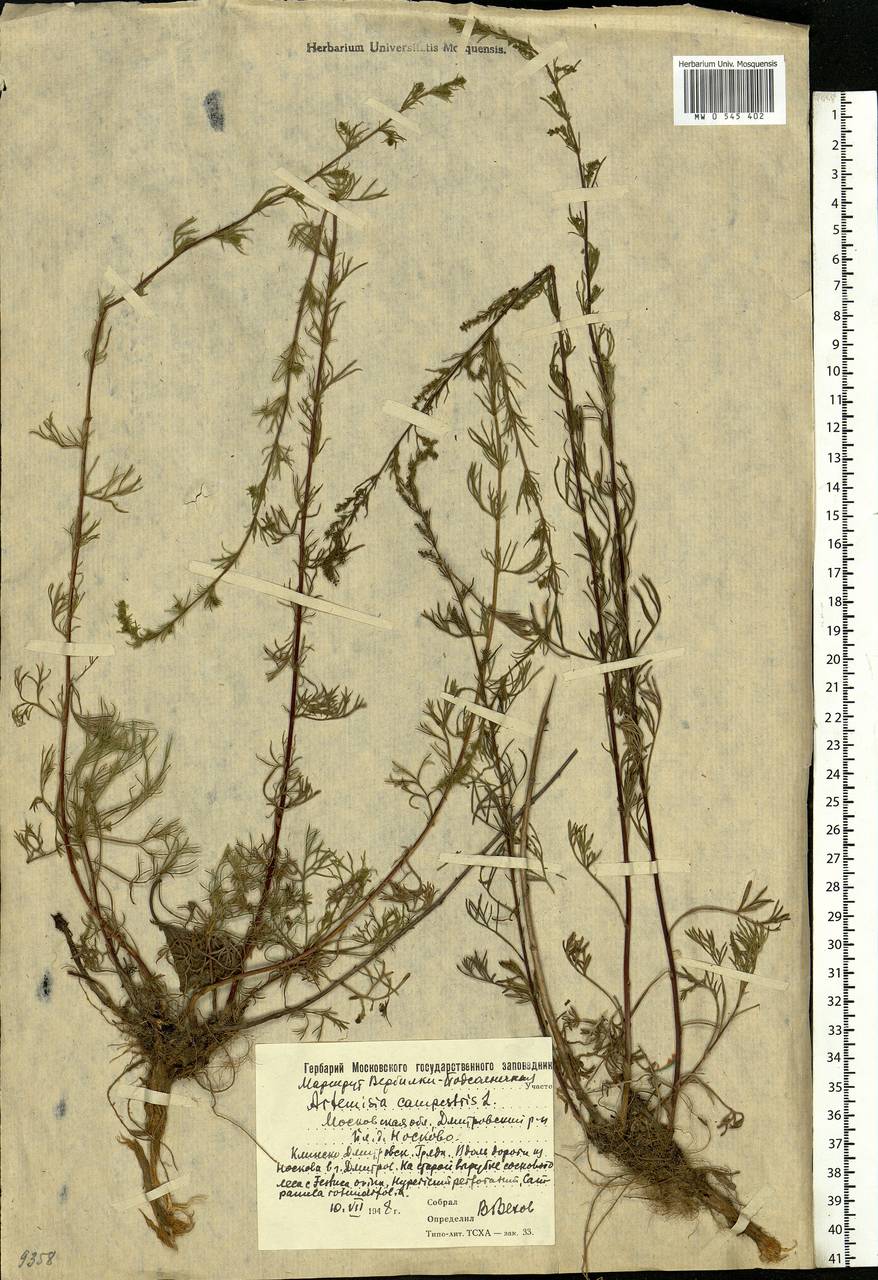 Artemisia campestris, Eastern Europe, Moscow region (E4a) (Russia)