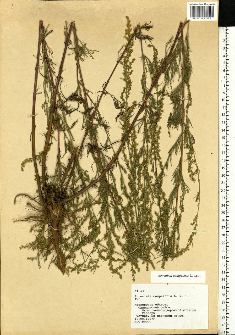 Artemisia campestris, Eastern Europe, Moscow region (E4a) (Russia)