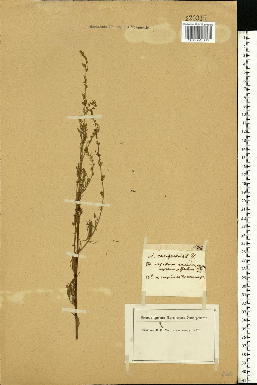 Artemisia campestris, Eastern Europe, Moscow region (E4a) (Russia)