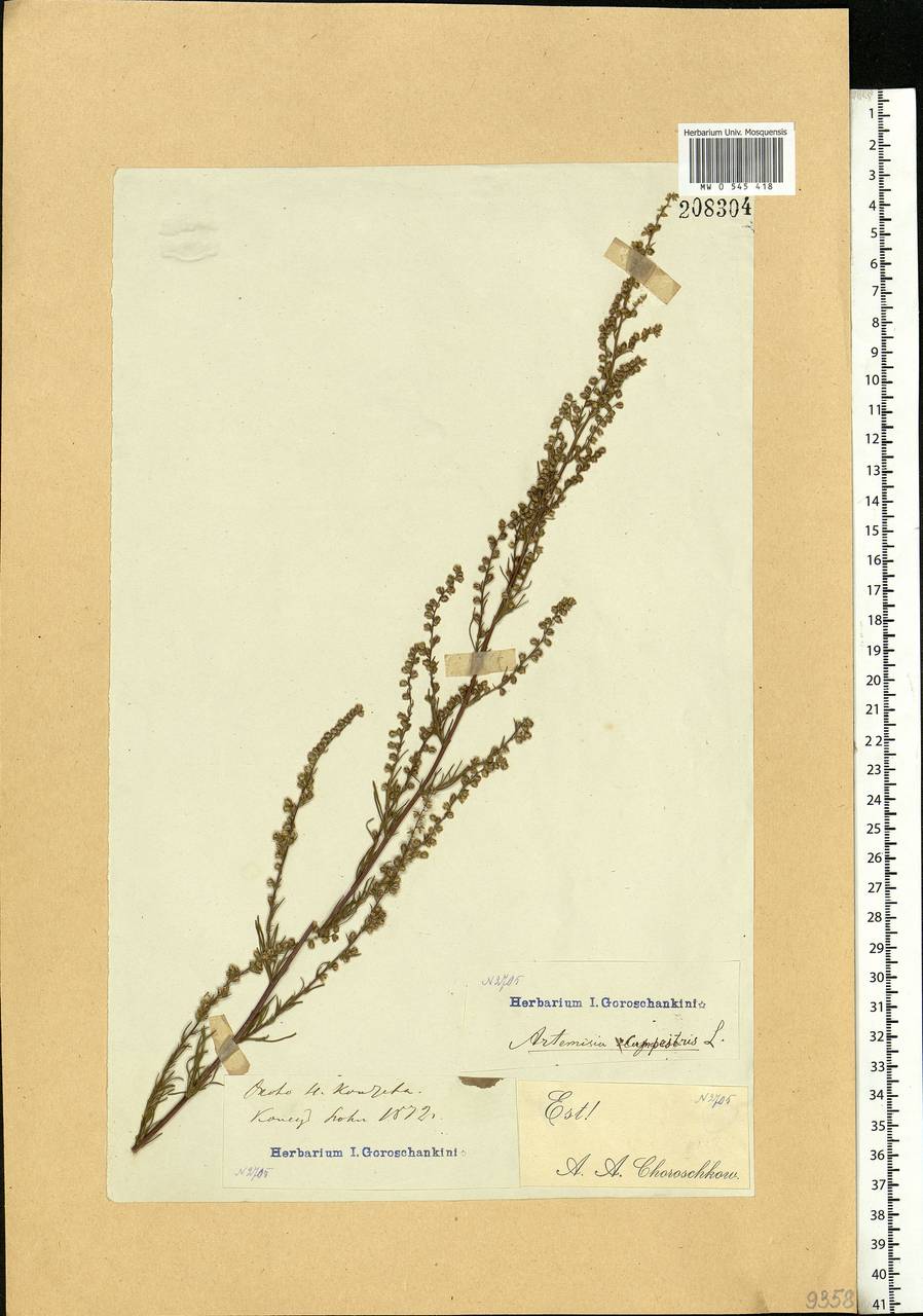 Artemisia campestris, Eastern Europe, Moscow region (E4a) (Russia)