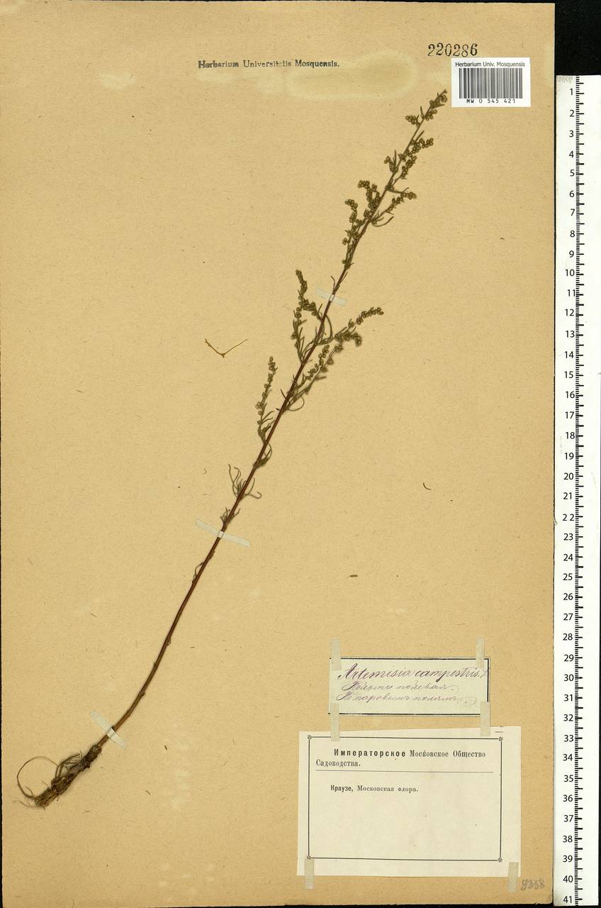 Artemisia campestris, Eastern Europe, Moscow region (E4a) (Russia)