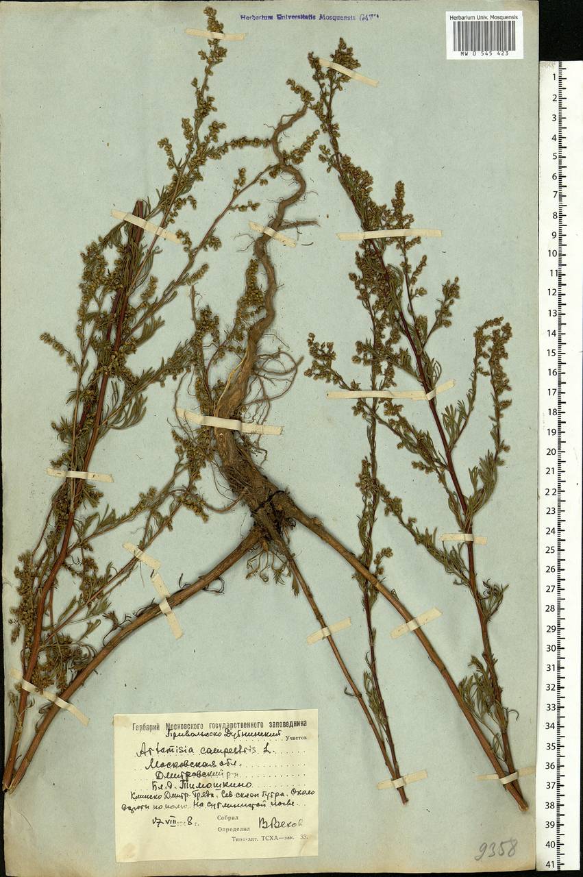 Artemisia campestris, Eastern Europe, Moscow region (E4a) (Russia)