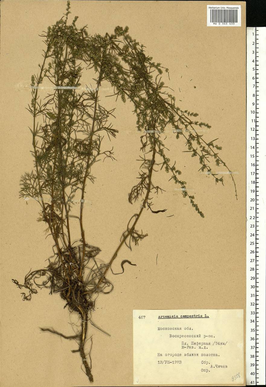 Artemisia campestris, Eastern Europe, Moscow region (E4a) (Russia)