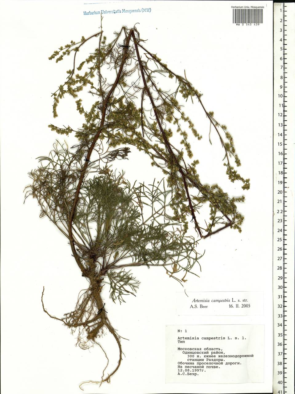 Artemisia campestris L., Eastern Europe, Moscow region (E4a) (Russia)