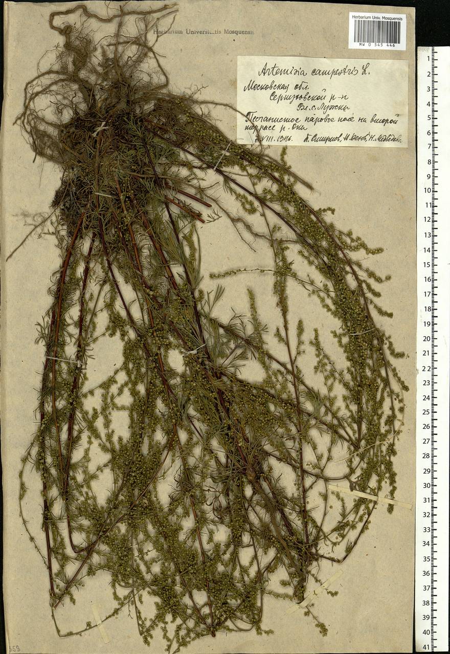 Artemisia campestris, Eastern Europe, Moscow region (E4a) (Russia)