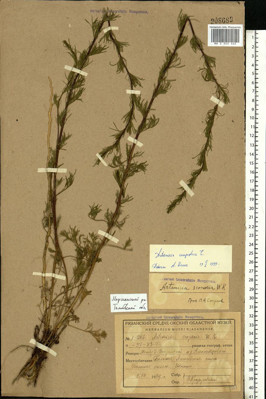 Artemisia campestris, Eastern Europe, Central forest-and-steppe region (E6) (Russia)