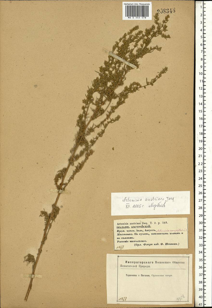 Artemisia austriaca Jacq., Eastern Europe, Central forest-and-steppe region (E6) (Russia)