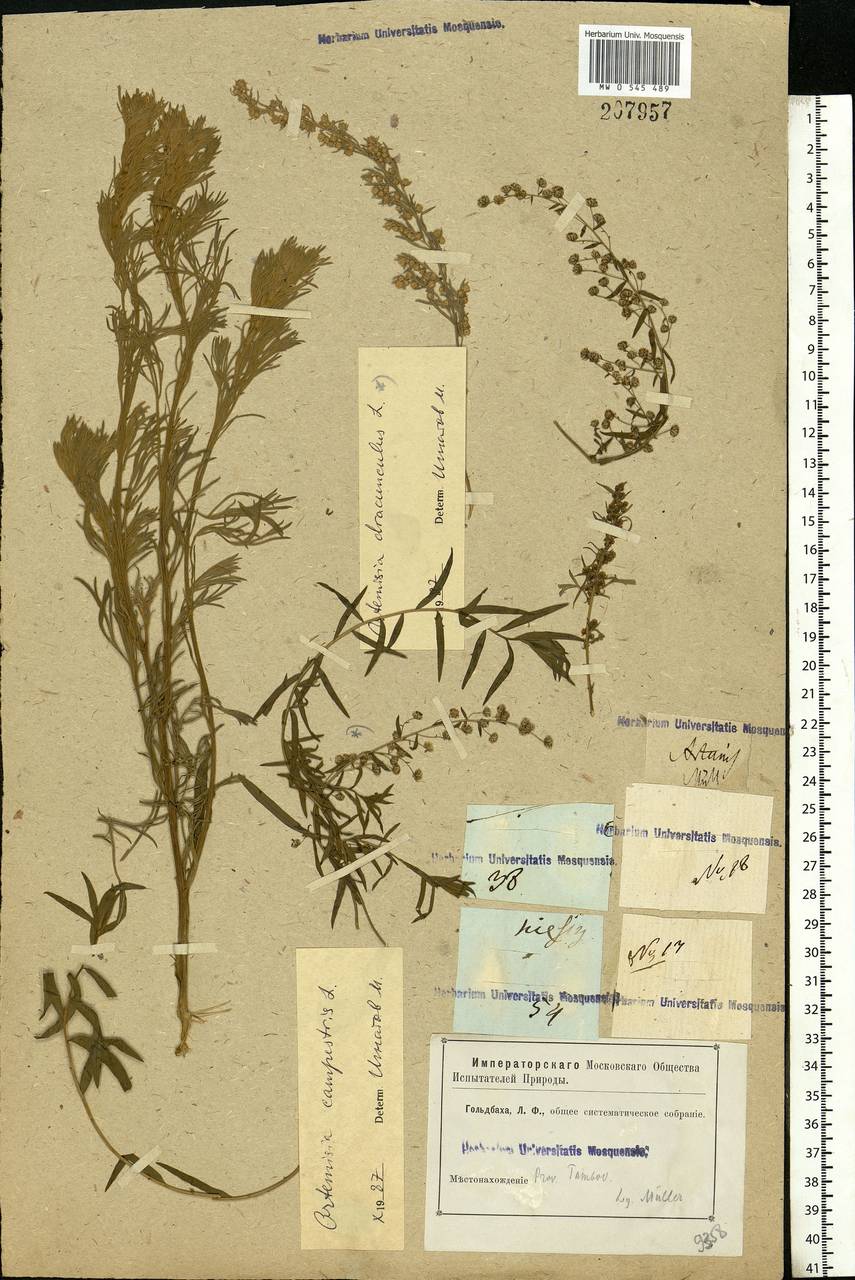 Artemisia campestris L., Eastern Europe, Central forest-and-steppe region (E6) (Russia)