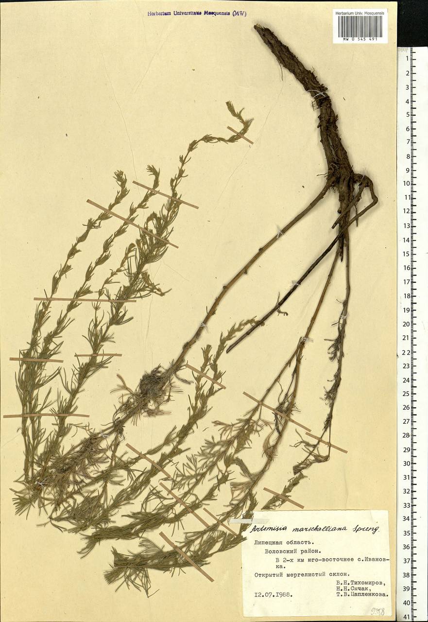 Artemisia marschalliana Spreng., Eastern Europe, Central forest-and-steppe region (E6) (Russia)