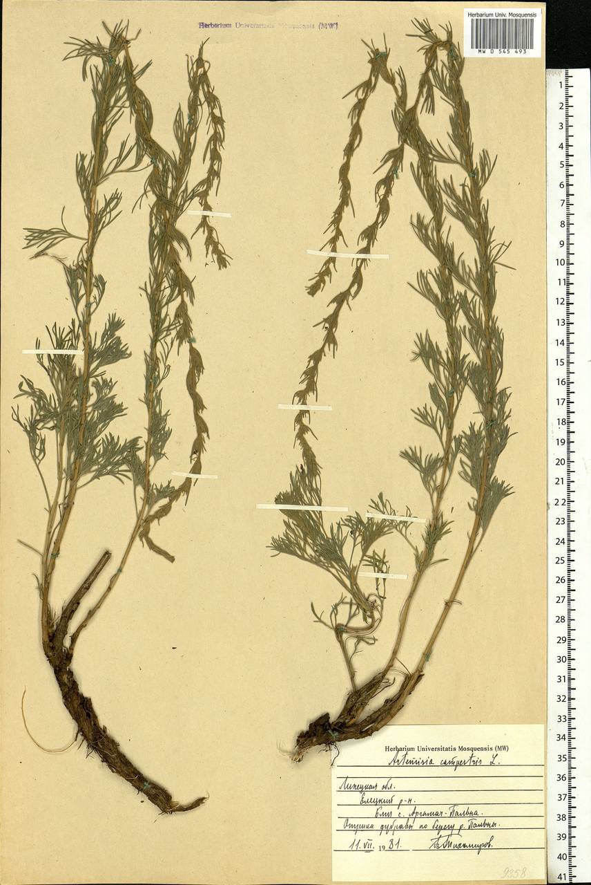 Artemisia campestris, Eastern Europe, Central forest-and-steppe region (E6) (Russia)