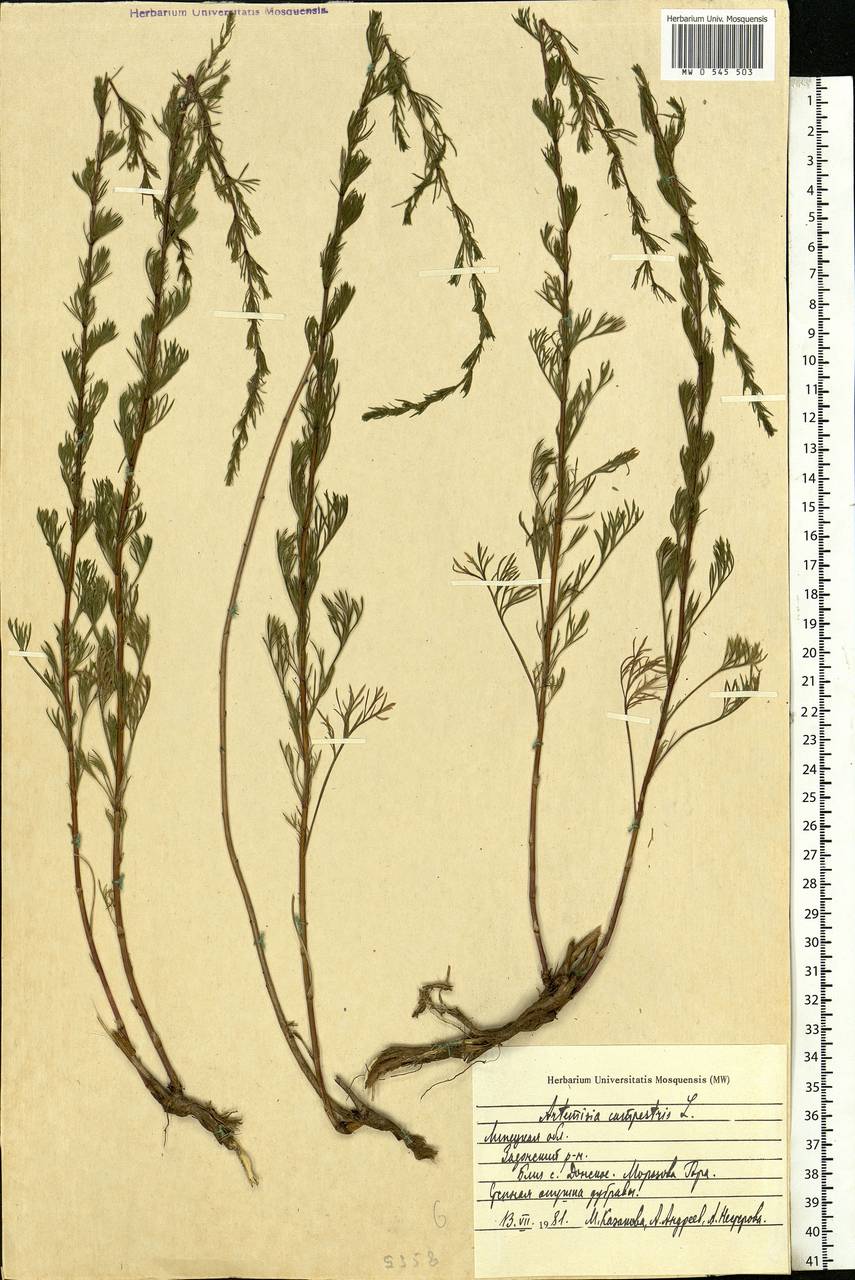 Artemisia campestris, Eastern Europe, Central forest-and-steppe region (E6) (Russia)