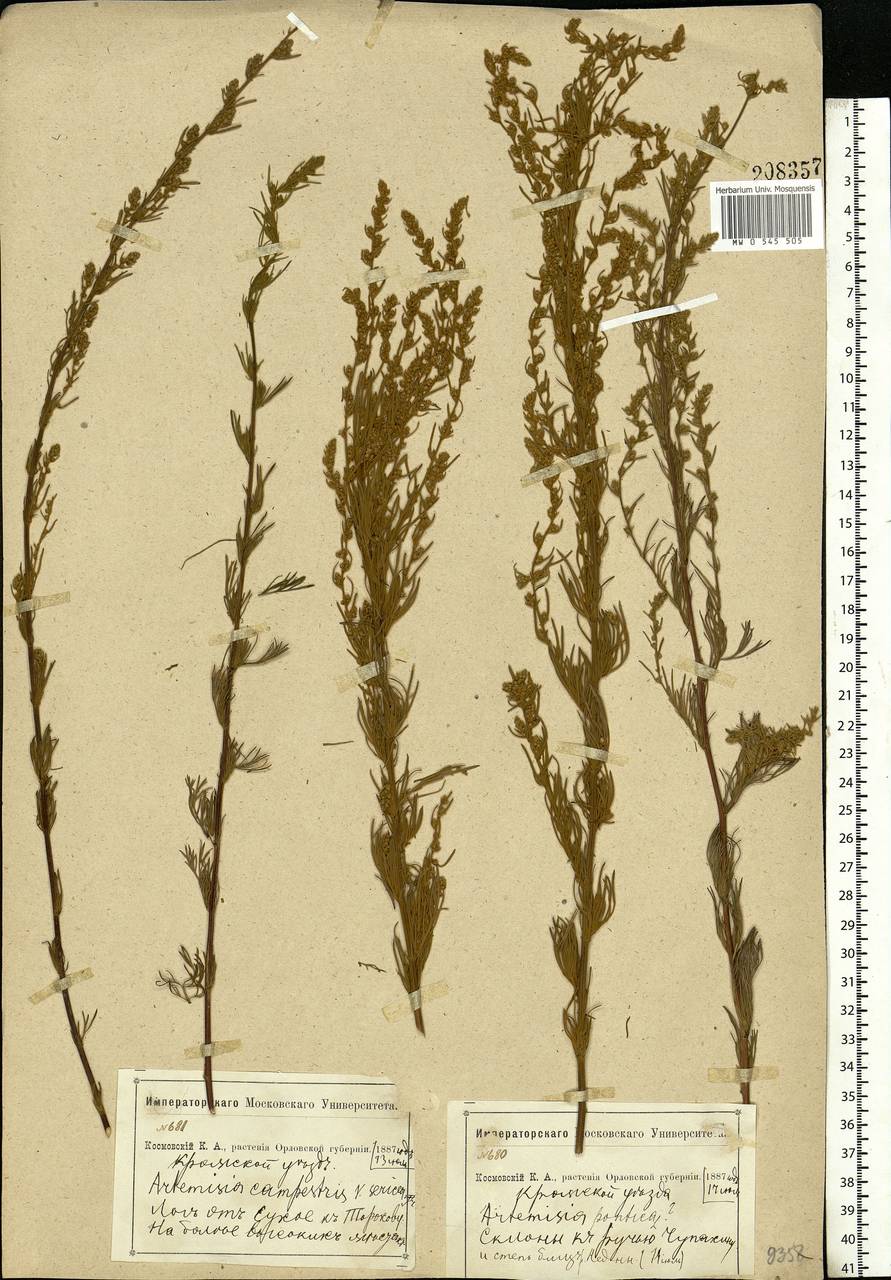 Artemisia campestris L., Eastern Europe, Central forest-and-steppe region (E6) (Russia)
