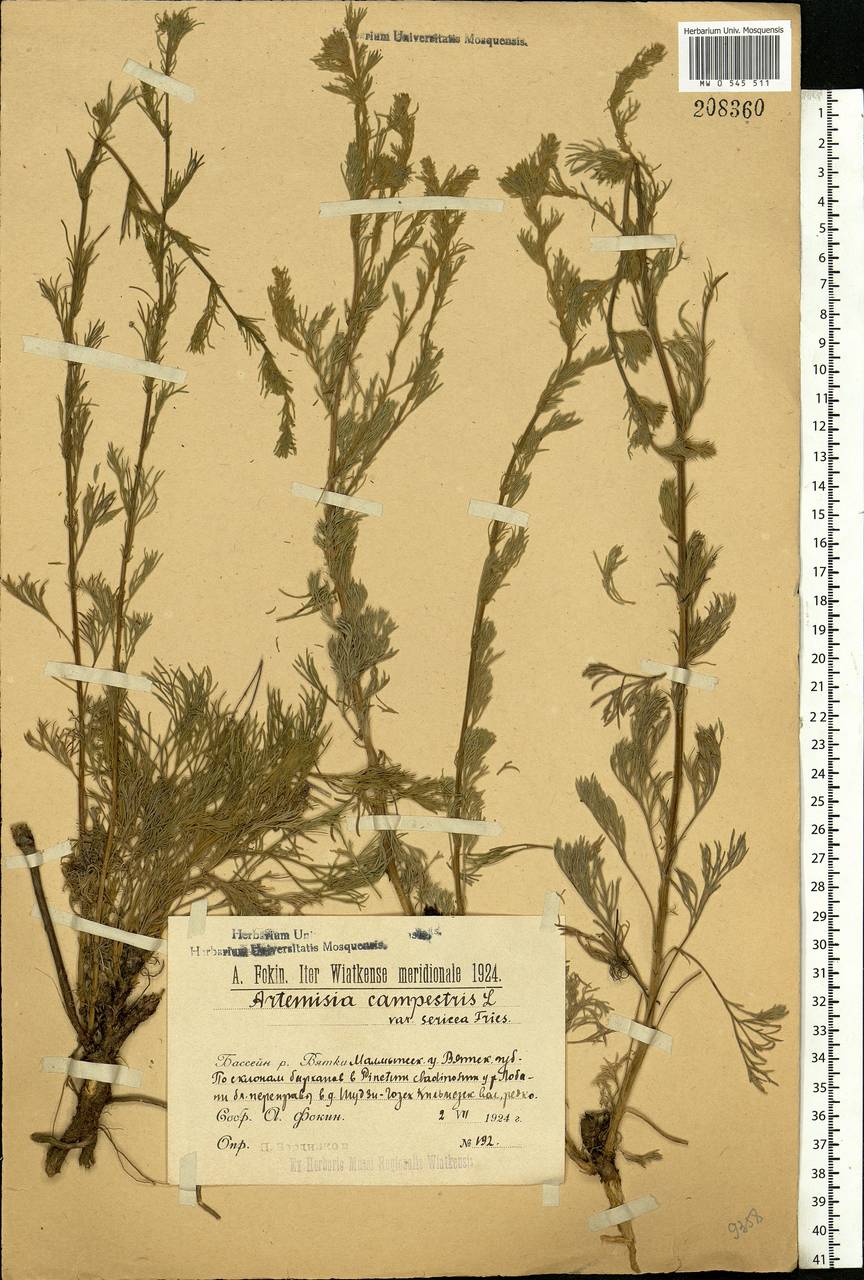 Artemisia campestris, Eastern Europe, Volga-Kama region (E7) (Russia)