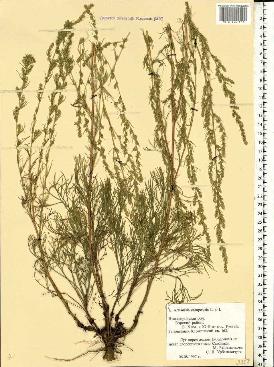 Artemisia campestris L., Eastern Europe, Volga-Kama region (E7) (Russia)