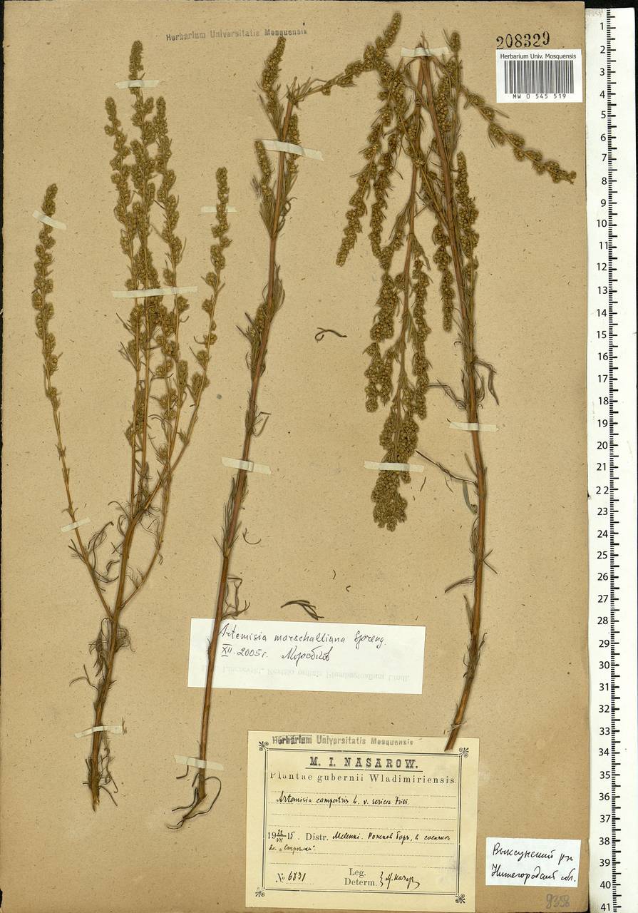 Artemisia marschalliana Spreng., Eastern Europe, Volga-Kama region (E7) (Russia)