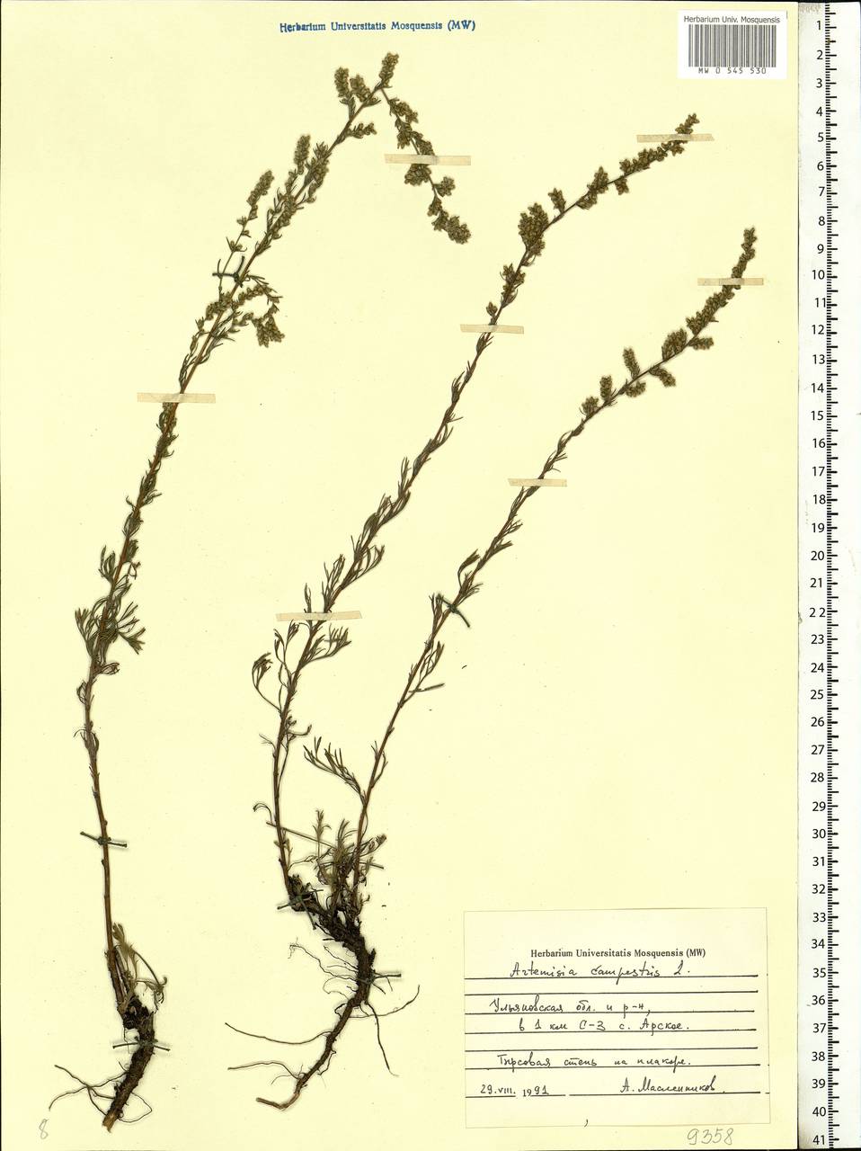 Artemisia campestris, Eastern Europe, Middle Volga region (E8) (Russia)