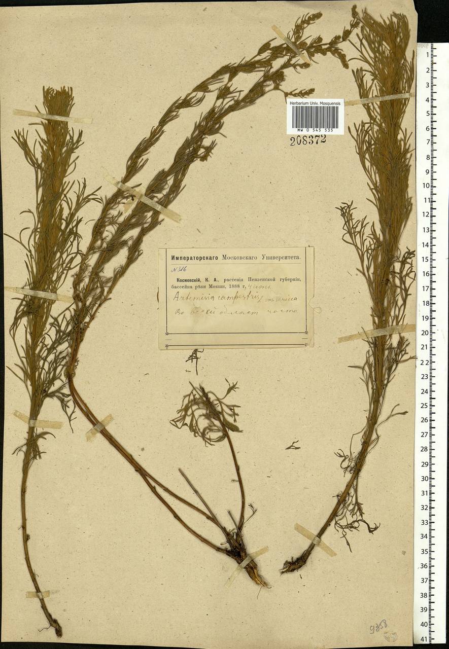 Artemisia campestris, Eastern Europe, Middle Volga region (E8) (Russia)