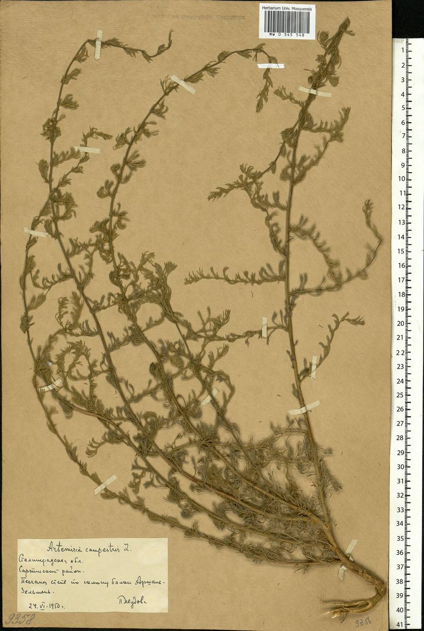 Artemisia campestris L., Eastern Europe, Lower Volga region (E9) (Russia)