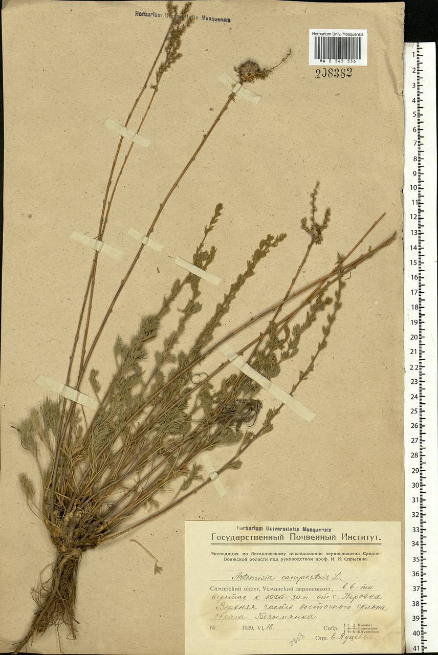 Artemisia campestris L., Eastern Europe, Middle Volga region (E8) (Russia)