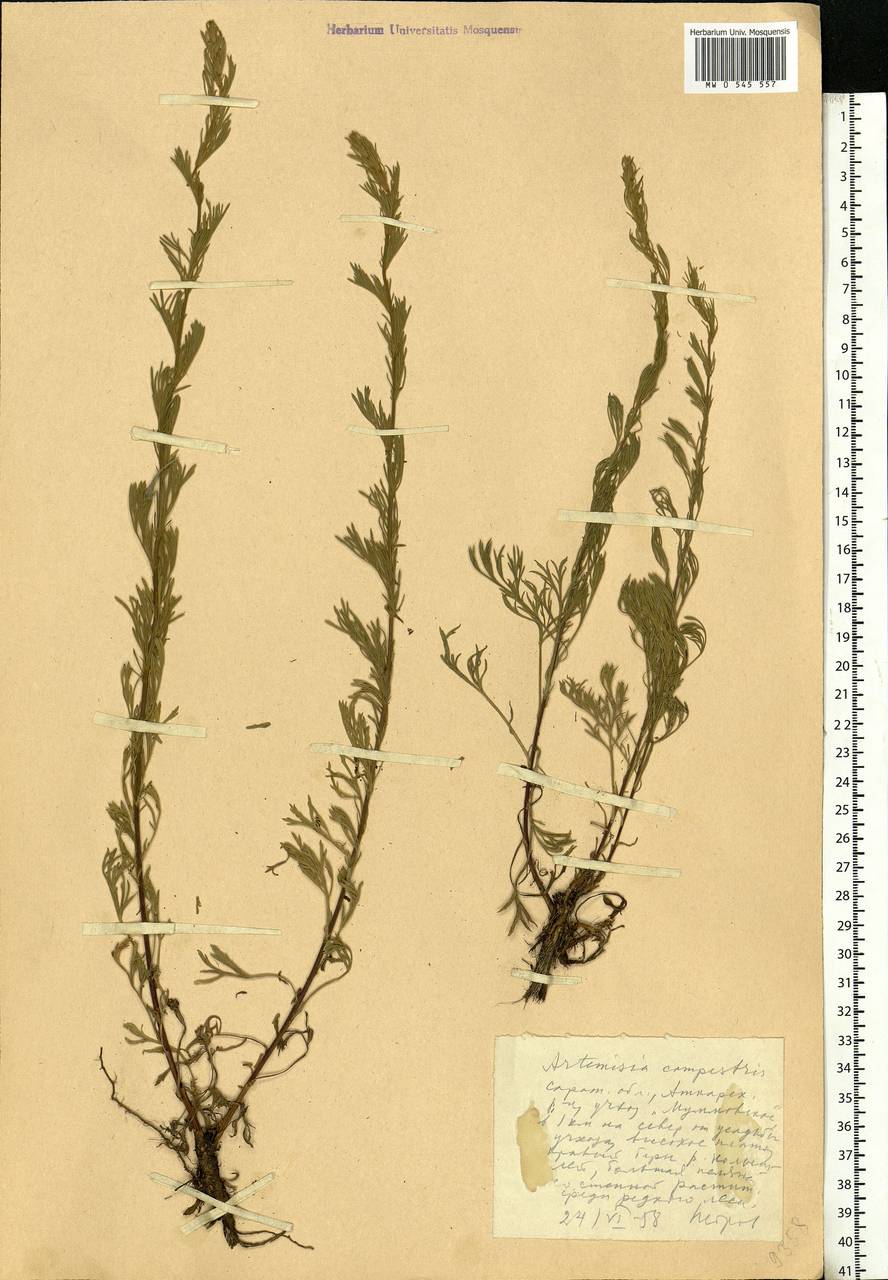 Artemisia campestris L., Eastern Europe, Lower Volga region (E9) (Russia)