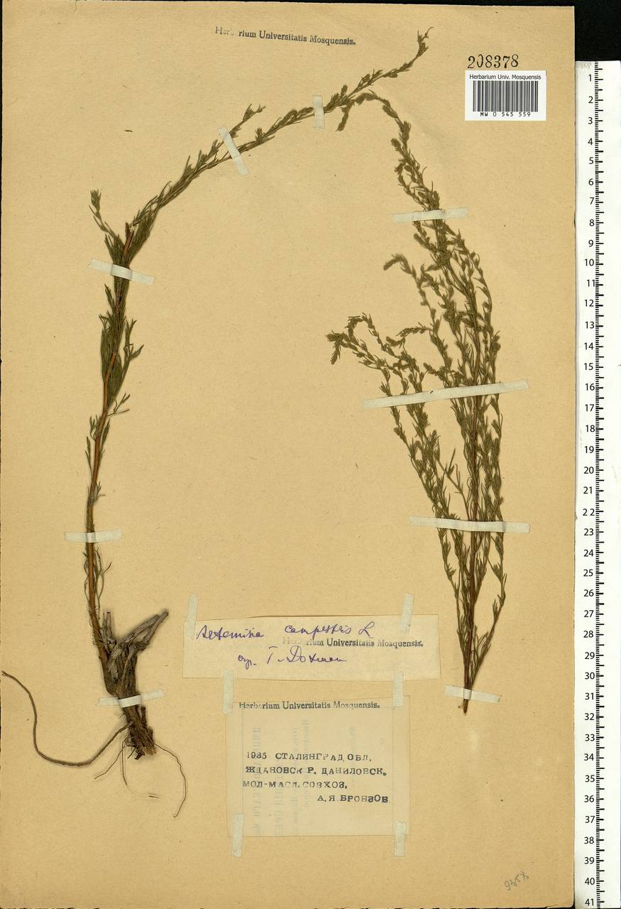 Artemisia campestris, Eastern Europe, Lower Volga region (E9) (Russia)