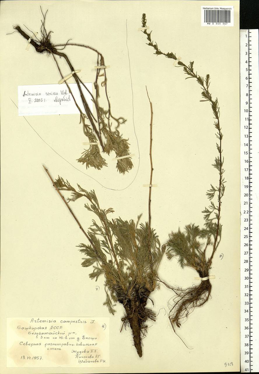 Artemisia campestris L., Eastern Europe, Eastern region (E10) (Russia)