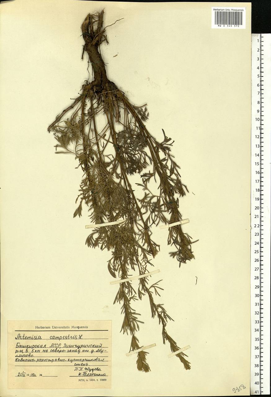 Artemisia campestris, Eastern Europe, Eastern region (E10) (Russia)
