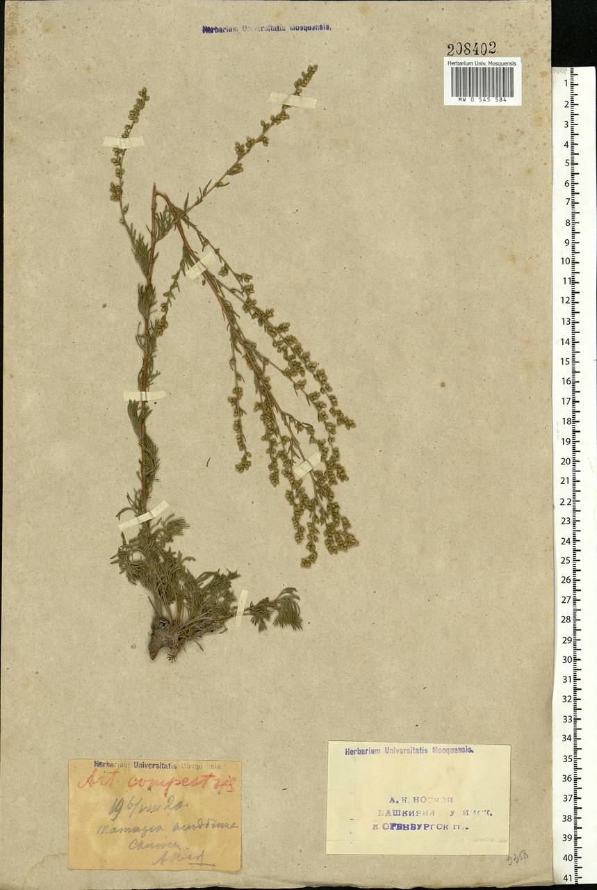 Artemisia campestris L., Eastern Europe, Eastern region (E10) (Russia)