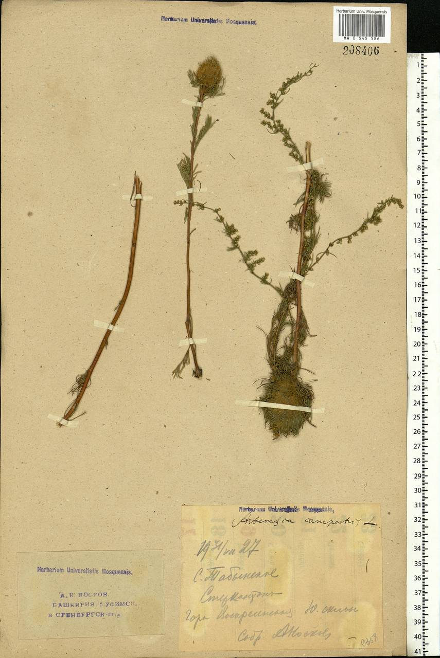 Artemisia campestris, Eastern Europe, Eastern region (E10) (Russia)