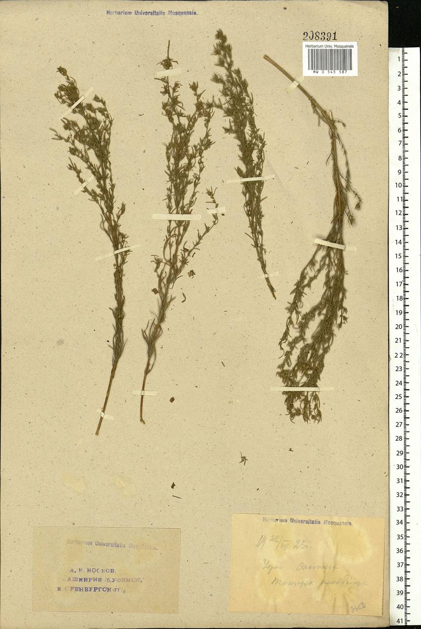 Artemisia, Eastern Europe, Eastern region (E10) (Russia)