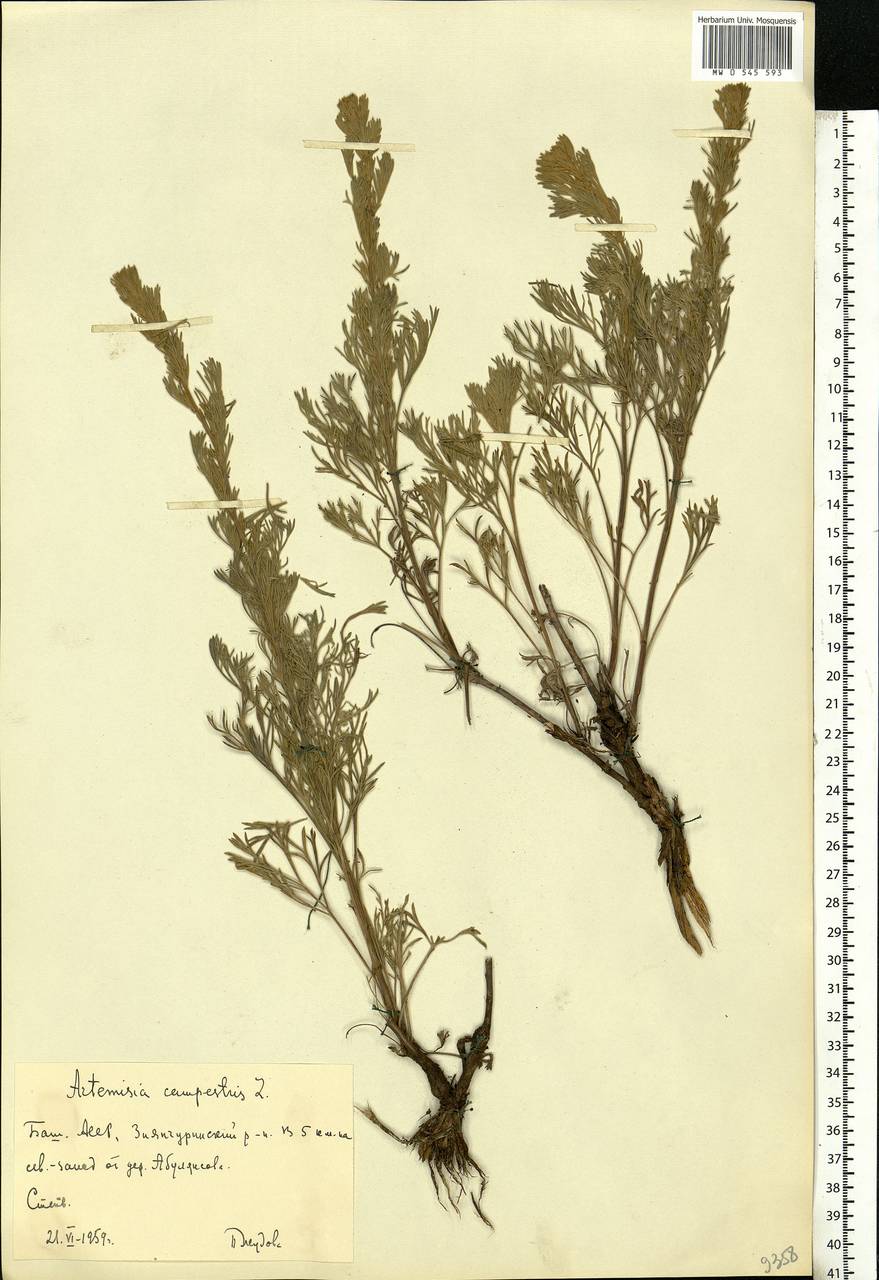 Artemisia campestris, Eastern Europe, Eastern region (E10) (Russia)