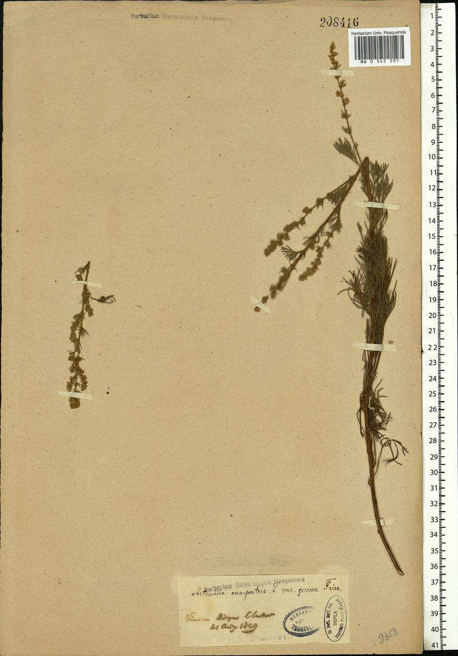 Artemisia marschalliana Spreng., Eastern Europe, North Ukrainian region (E11) (Ukraine)