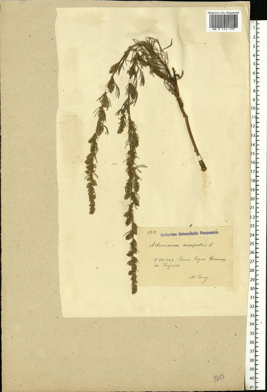 Artemisia campestris, Eastern Europe, South Ukrainian region (E12) (Ukraine)