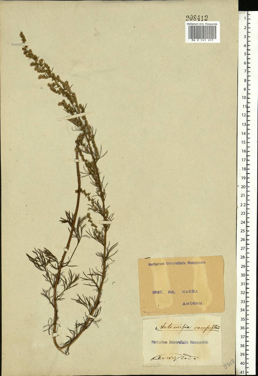 Artemisia campestris L., Eastern Europe, North Ukrainian region (E11) (Ukraine)