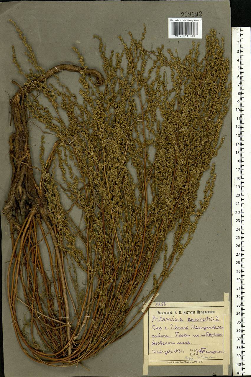 Artemisia campestris, Eastern Europe, North Ukrainian region (E11) (Ukraine)