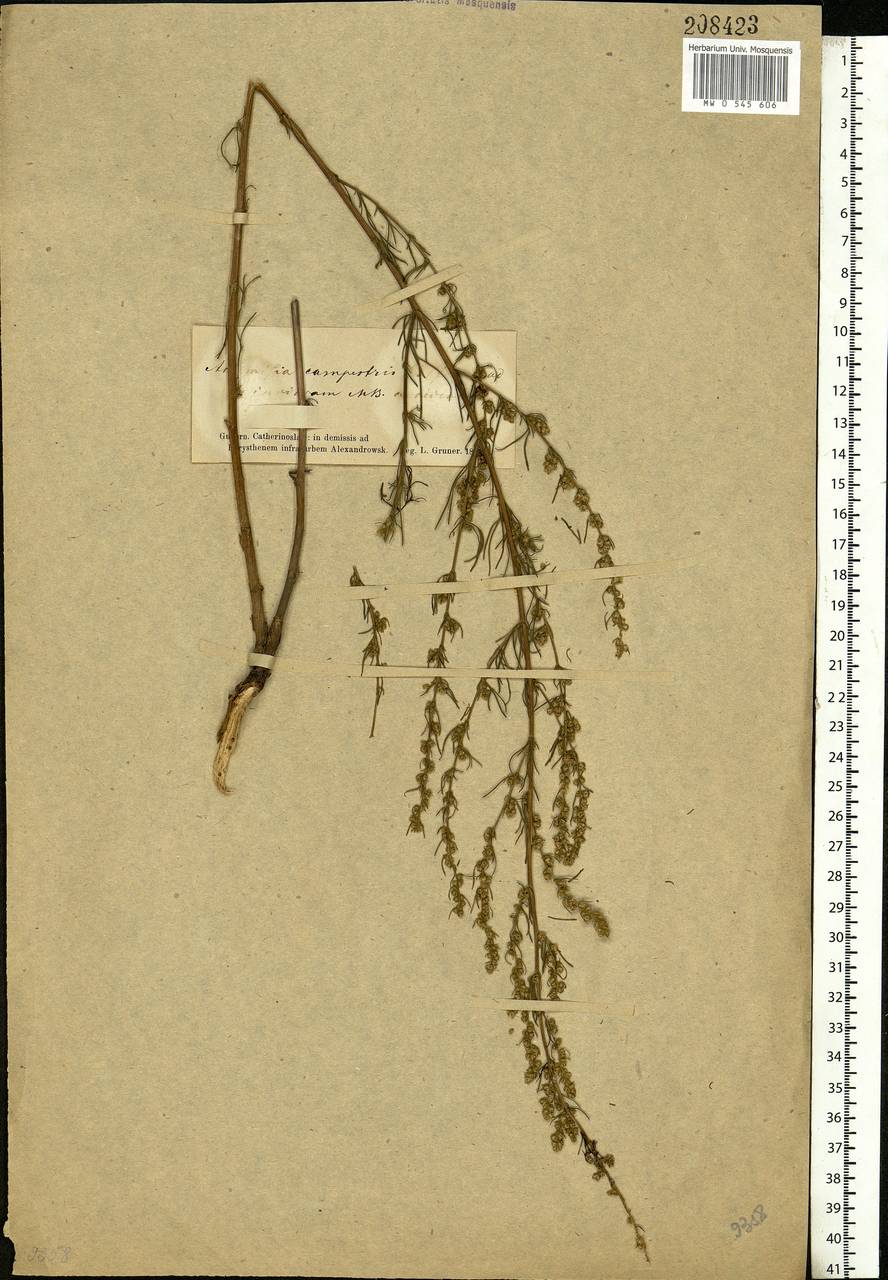 Artemisia campestris L., Eastern Europe, South Ukrainian region (E12) (Ukraine)