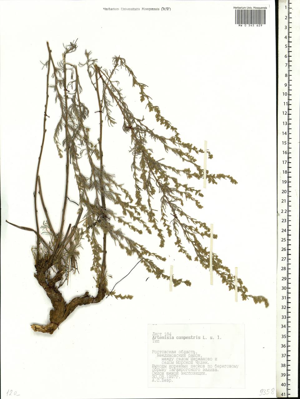 Artemisia campestris L., Eastern Europe, Rostov Oblast (E12a) (Russia)