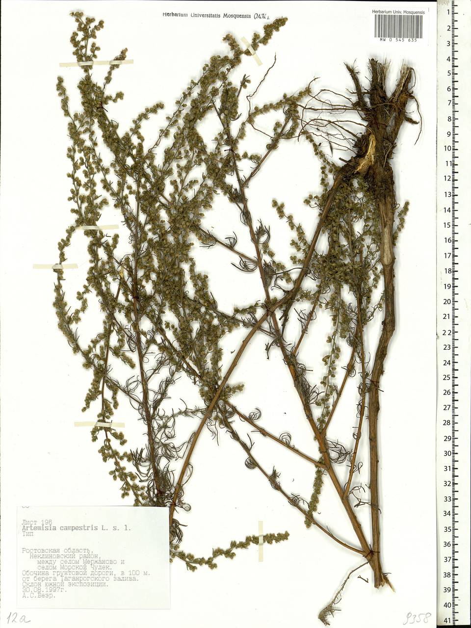 Artemisia campestris, Eastern Europe, Rostov Oblast (E12a) (Russia)