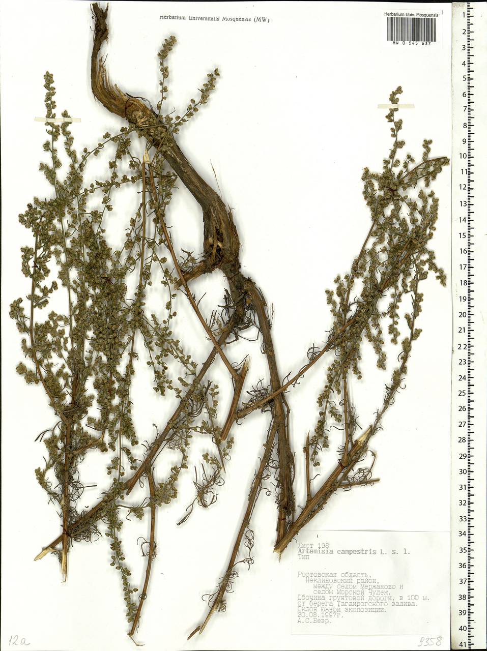 Artemisia campestris, Eastern Europe, Rostov Oblast (E12a) (Russia)