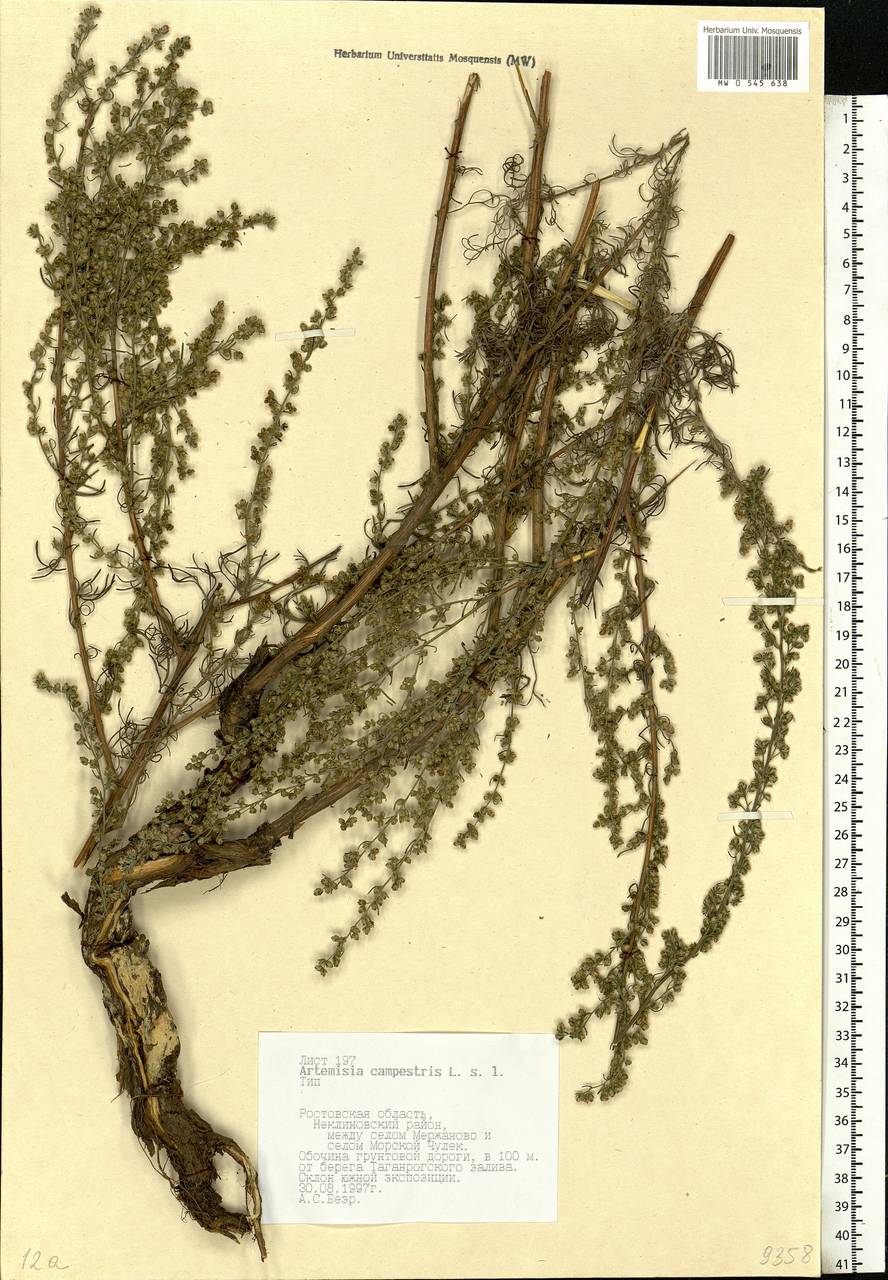 Artemisia campestris, Eastern Europe, Rostov Oblast (E12a) (Russia)