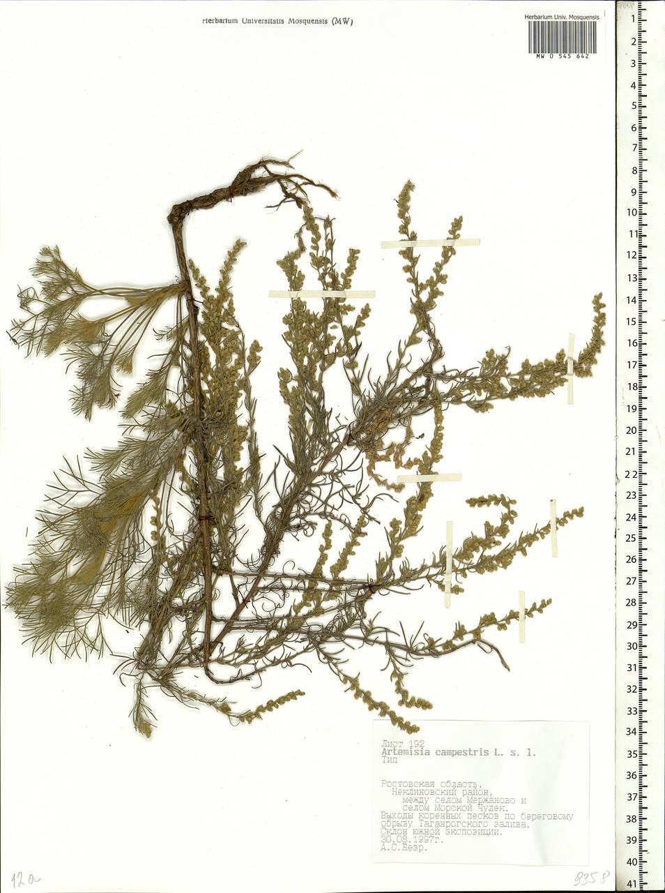 Artemisia campestris, Eastern Europe, Rostov Oblast (E12a) (Russia)