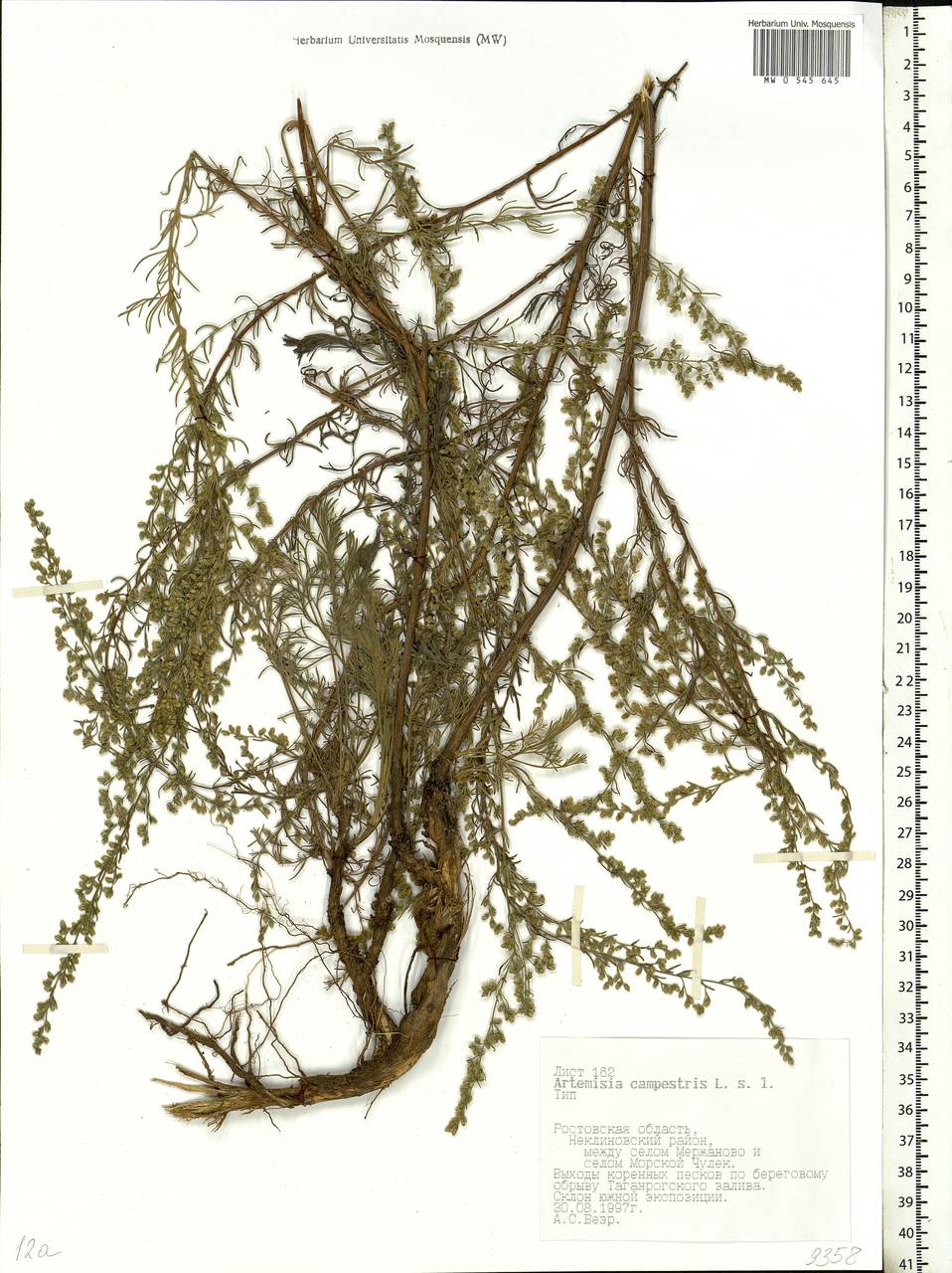 Artemisia campestris, Eastern Europe, Rostov Oblast (E12a) (Russia)