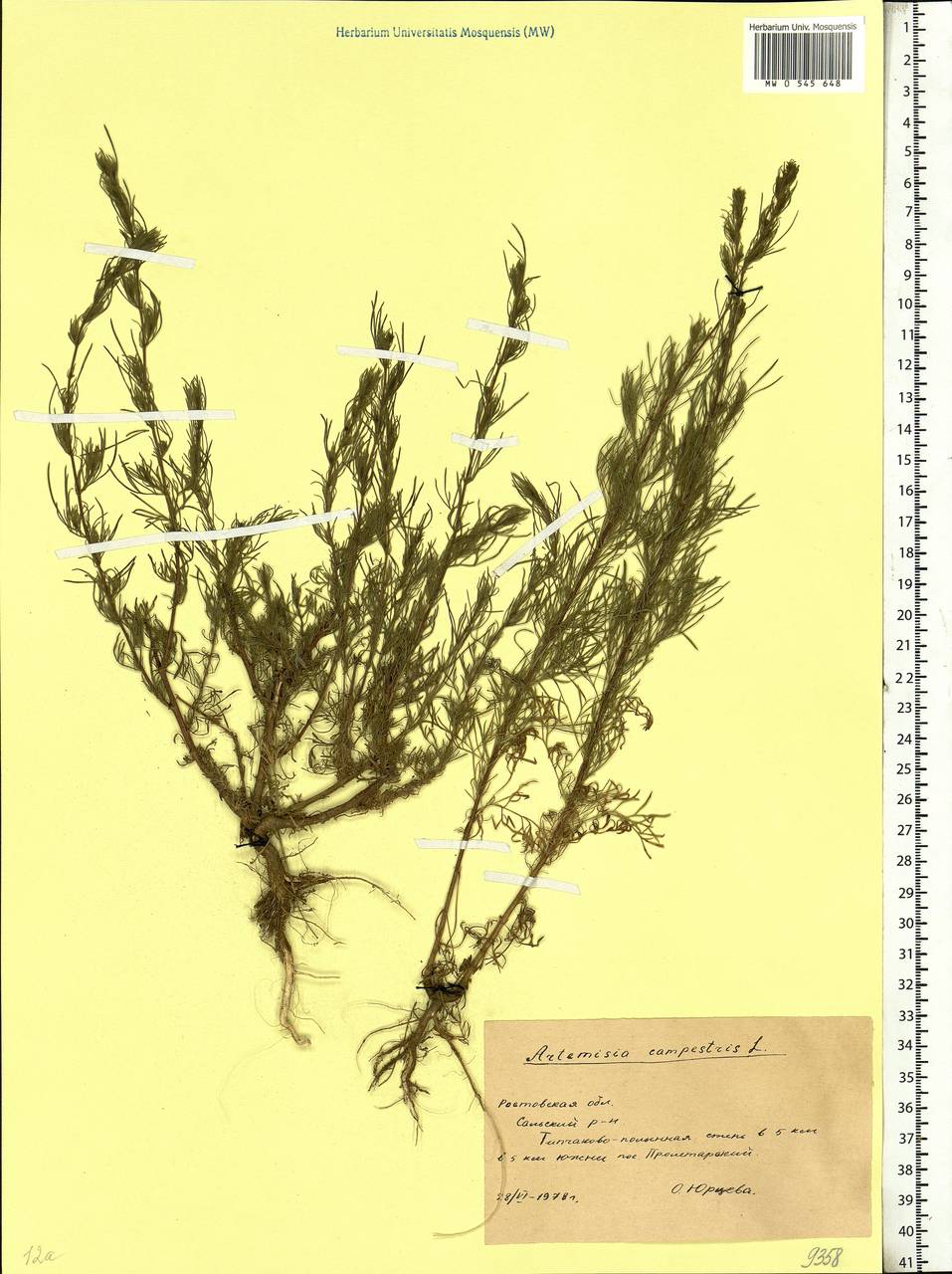 Artemisia campestris L., Eastern Europe, Rostov Oblast (E12a) (Russia)