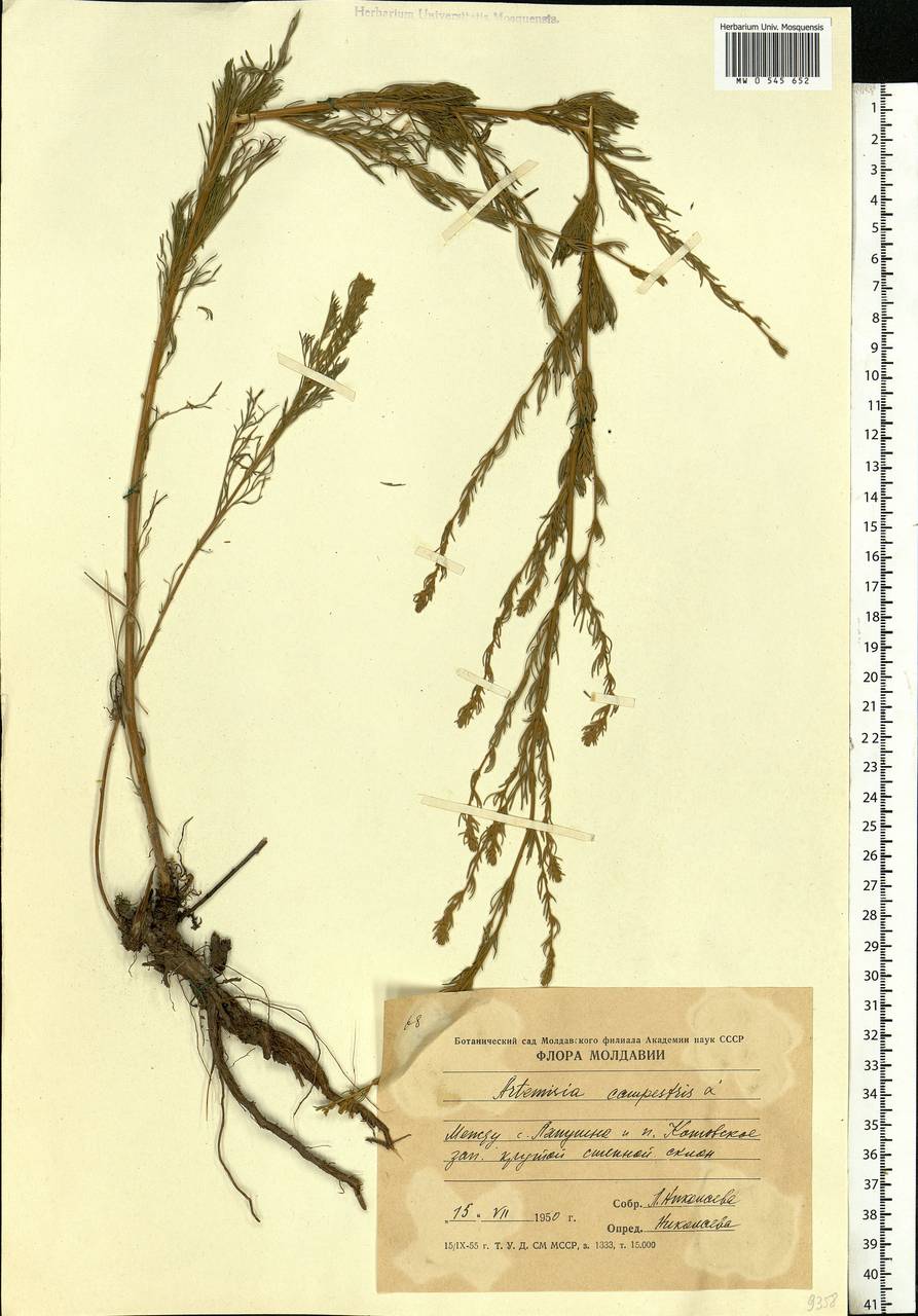 Artemisia campestris, Eastern Europe, Moldova (E13a) (Moldova)