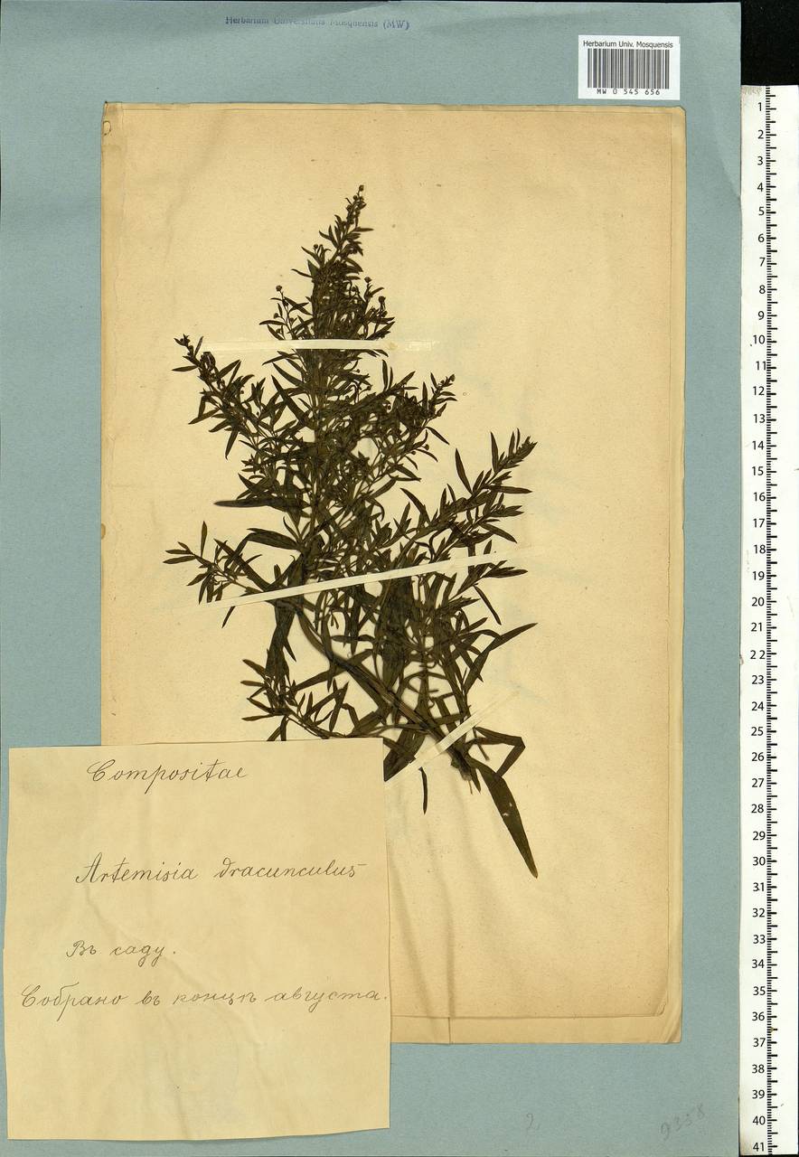 Artemisia dracunculus L., Eastern Europe, Estonia (E2c) (Estonia)